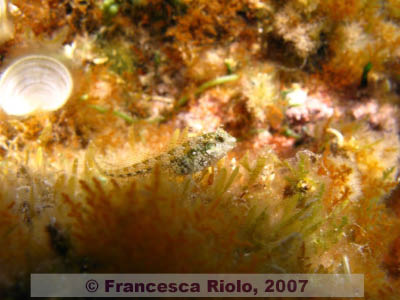 Blenny spp 2