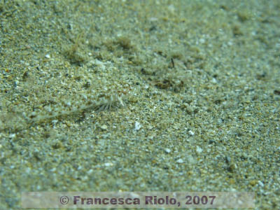 Goby spp