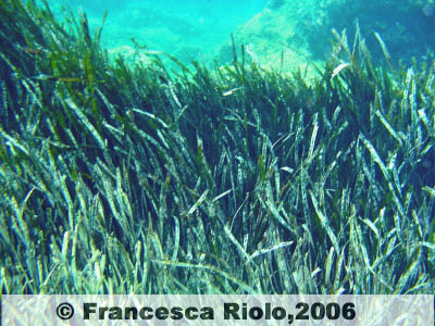 Posidonia - Posidonia oceanica