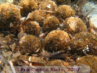 Posidonia oceanica egagropoli