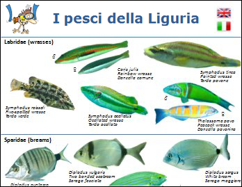 Mediterranean Fishes and Invertebrates ID card